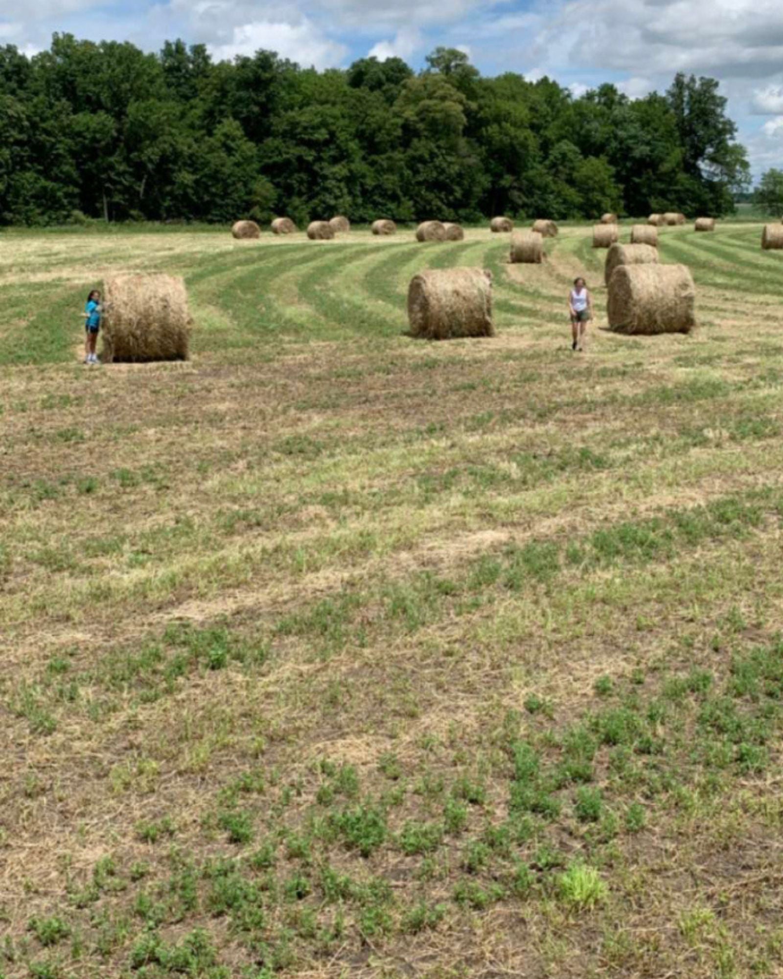 This image captures farmers working in a hay field, with round bales dotting the landscape against a backdrop of clear blue skies and lush woods.
